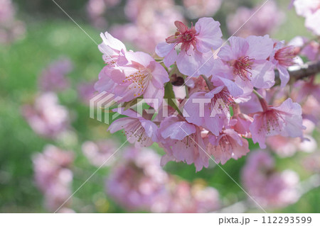 春の陽光を浴びる河津桜 112293599