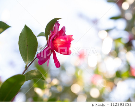 庭の山茶花 112293852