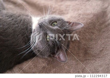 Portrait of Funny Gray Kitten Lying on Cozy Textile. Sleepy Favorite Pet. Copy Space. Young Cat Posing, Stretching enjoy. Happy Little Cat Lovely Resting Pose. Love to Animals. Kitty Close up 112294317