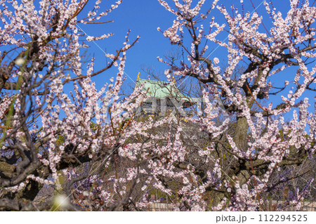 大阪城梅林から見る大阪城天守閣 朝の景色 大阪城梅林から見る大阪城天守閣 朝の景色 112294525