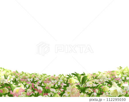 クリスマスローズ花畑 112295030