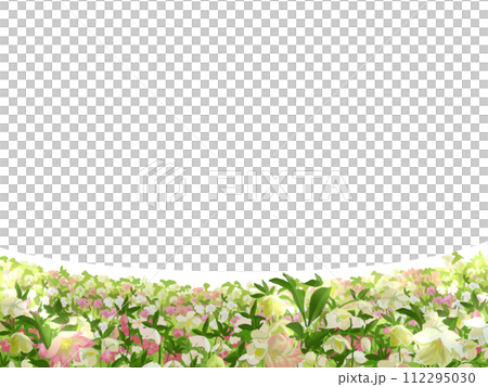 クリスマスローズ花畑 112295030