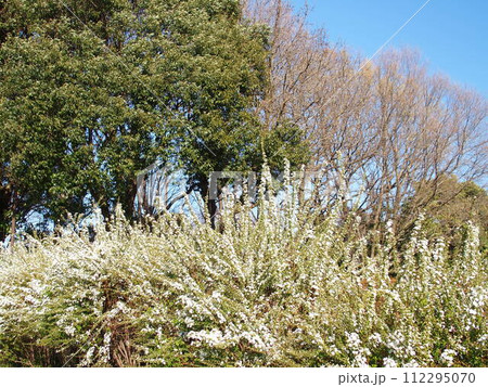 春の野原の枯れた芒風景 春の野原の枯れた芒風景 112295070