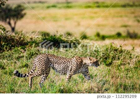 Cheetah Cub Big Five Cat Wildlife Wild Animals Savannah Grassland Wilderness Landscape Great Rift Valley Maasai Mara National Game Reserve Park Narok County Kenya East Africa 112295209