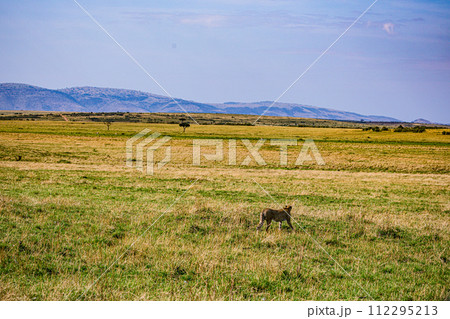 Cheetah Cub Big Five Cat Wildlife Wild Animals Savannah Grassland Wilderness Landscape Great Rift Valley Maasai Mara National Game Reserve Park Narok County Kenya East Africa 112295213