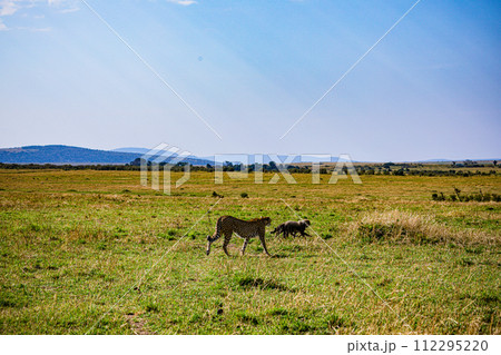 Cheetah Cub Big Five Cat Wildlife Wild Animals Savannah Grassland Wilderness Landscape Great Rift Valley Maasai Mara National Game Reserve Park Narok County Kenya East Africa 112295220