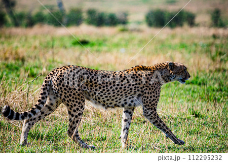 Cheetah Cub Big Five Cat Wildlife Wild Animals Savannah Grassland Wilderness Landscape Great Rift Valley Maasai Mara National Game Reserve Park Narok County Kenya East Africa Cheetah Cub Big Five Cat Wildlife Wild Animals Savannah Grassland Wilderness Landscape Great Rift Valley Maasai Mara National Game Reserve Park Narok County Kenya East Africa 112295232
