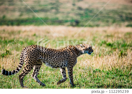 Cheetah Cub Big Five Cat Wildlife Wild Animals Savannah Grassland Wilderness Landscape Great Rift Valley Maasai Mara National Game Reserve Park Narok County Kenya East Africa Cheetah Cub Big Five Cat Wildlife Wild Animals Savannah Grassland Wilderness Landscape Great Rift Valley Maasai Mara National Game Reserve Park Narok County Kenya East Africa 112295239
