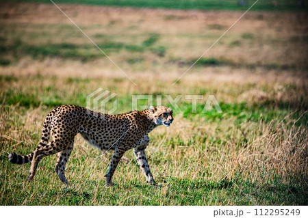 Cheetah Cub Big Five Cat Wildlife Wild Animals Savannah Grassland Wilderness Landscape Great Rift Valley Maasai Mara National Game Reserve Park Narok County Kenya East Africa 112295249