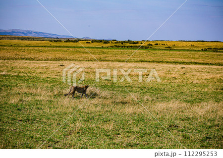 Cheetah Cub Big Five Cat Wildlife Wild Animals Savannah Grassland Wilderness Landscape Great Rift Valley Maasai Mara National Game Reserve Park Narok County Kenya East Africa Cheetah Cub Big Five Cat Wildlife Wild Animals Savannah Grassland Wilderness Landscape Great Rift Valley Maasai Mara National Game Reserve Park Narok County Kenya East Africa 112295253