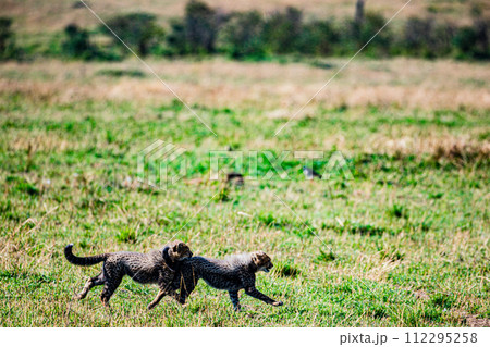 Cheetah Cub Big Five Cat Wildlife Wild Animals Savannah Grassland Wilderness Landscape Great Rift Valley Maasai Mara National Game Reserve Park Narok County Kenya East Africa 112295258