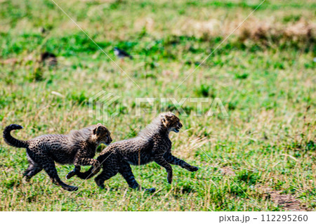 Cheetah Cub Big Five Cat Wildlife Wild Animals Savannah Grassland Wilderness Landscape Great Rift Valley Maasai Mara National Game Reserve Park Narok County Kenya East Africa 112295260