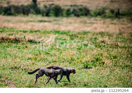 Cheetah Cub Big Five Cat Wildlife Wild Animals Savannah Grassland Wilderness Landscape Great Rift Valley Maasai Mara National Game Reserve Park Narok County Kenya East Africa Cheetah Cub Big Five Cat Wildlife Wild Animals Savannah Grassland Wilderness Landscape Great Rift Valley Maasai Mara National Game Reserve Park Narok County Kenya East Africa 112295264