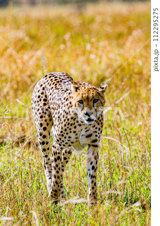 Cheetah Cub Big Five Cat Wildlife Wild Animals Savannah Grassland Wilderness Landscape Great Rift Valley Maasai Mara National Game Reserve Park Narok County Kenya East Africa 112295275