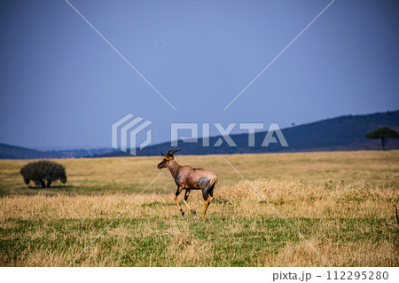 Cheetah Cub Big Five Cat Wildlife Wild Animals Savannah Grassland Wilderness Landscape Great Rift Valley Maasai Mara National Game Reserve Park Narok County Kenya East Africa Cheetah Cub Big Five Cat Wildlife Wild Animals Savannah Grassland Wilderness Landscape Great Rift Valley Maasai Mara National Game Reserve Park Narok County Kenya East Africa 112295280