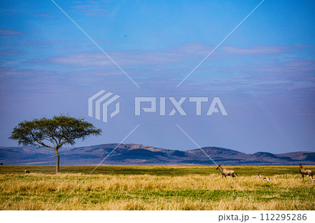 Cheetah Cub Big Five Cat Wildlife Wild Animals Savannah Grassland Wilderness Landscape Great Rift Valley Maasai Mara National Game Reserve Park Narok County Kenya East Africa Cheetah Cub Big Five Cat Wildlife Wild Animals Savannah Grassland Wilderness Landscape Great Rift Valley Maasai Mara National Game Reserve Park Narok County Kenya East Africa 112295286