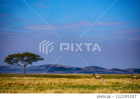 Cheetah Cub Big Five Cat Wildlife Wild Animals Savannah Grassland Wilderness Landscape Great Rift Valley Maasai Mara National Game Reserve Park Narok County Kenya East Africa 112295287