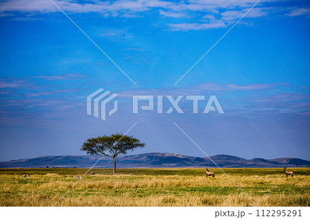 Cheetah Cub Big Five Cat Wildlife Wild Animals Savannah Grassland Wilderness Landscape Great Rift Valley Maasai Mara National Game Reserve Park Narok County Kenya East Africa 112295291