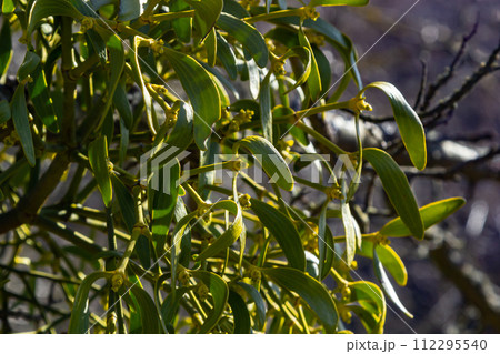 green branches of white mistletoe close-up, Viscum album, Santalaceae, symbol romance, fertility, and vitality, hemiparous plant, tree killer, spring pruning of trees, white mistletoe on tree branches green branches of white mistletoe close-up, Viscum album, Santalaceae, symbol romance, fertility, and vitality, hemiparous plant, tree killer, spring pruning of trees, white mistletoe on tree branches 112295540
