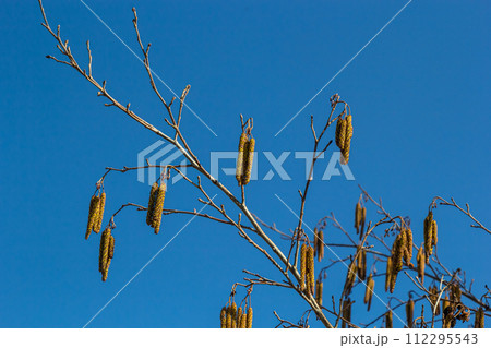 Small branch of black alder Alnus glutinosa with male catkins and female red flowers. Blooming alder in spring beautiful natural background with clear earrings and blurred background 112295543