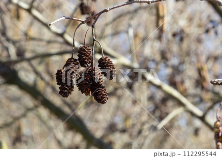Small branch of black alder Alnus glutinosa with male catkins and female red flowers. Blooming alder in spring beautiful natural background with clear earrings and blurred background 112295544