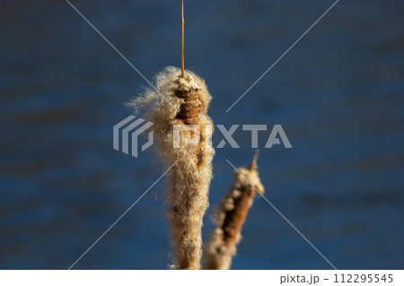 Cattails bulrush Typha latifolia beside river. Closeup of blooming cattails during early spring snowy background. Flowers and seed heads of fluffy cattail Cattails bulrush Typha latifolia beside river. Closeup of blooming cattails during early spring snowy background. Flowers and seed heads of fluffy cattail 112295545