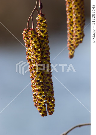 Small branch of black alder Alnus glutinosa with male catkins and female red flowers. Blooming alder in spring beautiful natural background with clear earrings and blurred background Small branch of black alder Alnus glutinosa with male catkins and female red flowers. Blooming alder in spring beautiful natural background with clear earrings and blurred background 112295548