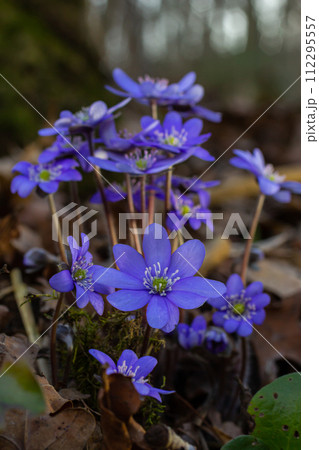 Beautiful macro shot of a first single wildflower Large Blue Hepatisa Hepatisa transsylvanica starting to bloom among dry leaves in early spring 112295557