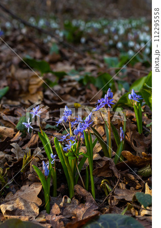 Scilla bifolia, the alpine squill or two-leaf squill, is a herbaceous perennial plant of the family Asparagaceae. Art photo of the early flowering plant Scilla bifolia, the alpine squill 112295558