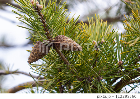 A pine branch in a natural environment. blackjack pine cones on twig closeup, beautiful natural background 112295560