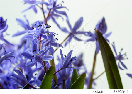 Beautiful blue flowers snowdrops Scilla bifolia alpine squill, two-leaf squill on a white background with space for text. Spring decoration 112295566
