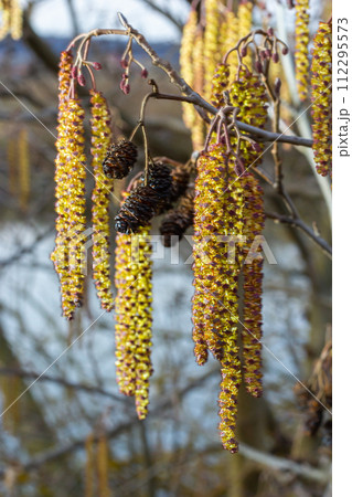Small branch of black alder Alnus glutinosa with male catkins and female red flowers. Blooming alder in spring beautiful natural background with clear earrings and blurred background 112295573