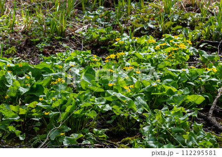 In spring, caltha palustris grows in the moist alder forest. Early spring, wetlands, flooded forest In spring, caltha palustris grows in the moist alder forest. Early spring, wetlands, flooded forest 112295581