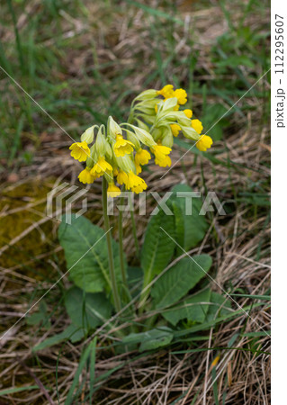 Yellow Primula veris cowslip, common cowslip, cowslip primrose on soft green background.Selective focus Yellow Primula veris cowslip, common cowslip, cowslip primrose on soft green background.Selective focus 112295607