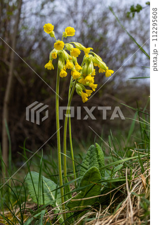 Yellow Primula veris cowslip, common cowslip, cowslip primrose on soft green background.Selective focus 112295608