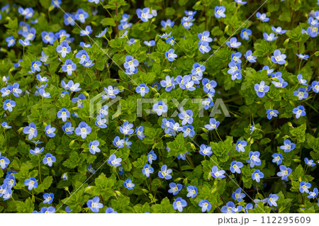 Summer background with blue flowers veronica chamaedrys. Blue flower bloom on green grass, spring background 112295609