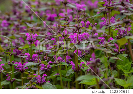 Deaf nettle blooming in a forest, Lamium purpureum. Spring purple flowers with leaves close up 112295612