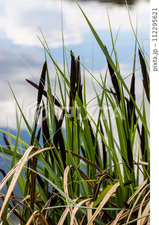 Carex acuta - found growing on the margins of rivers and lakes in the Palaearctic terrestrial ecoregions in beds of wet, alkaline or slightly acid depressions with mineral soil 112295621