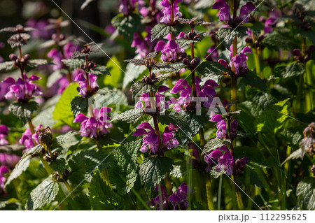 Deaf nettle blooming in a forest, Lamium purpureum. Spring purple flowers with leaves close up 112295625