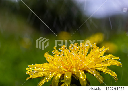 Yellow daisies bloom after the rain and the pollen grains are covered with water droplets 112295651