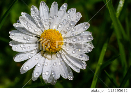 White daisies flowers growing together on a green lawn. Floral spring background White daisies flowers growing together on a green lawn. Floral spring background 112295652