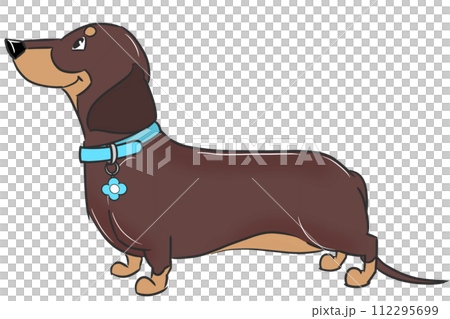 藍領光滑毛臘腸犬（巧克力棕褐色） 112295699