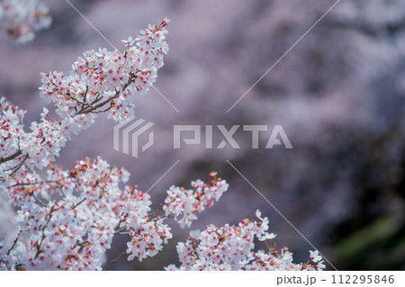 京都府亀岡市のせせらぎの桜「満開の七谷川を撮影 京都府亀岡市のせせらぎの桜「満開の七谷川を撮影 112295846