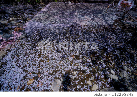 京都府亀岡市のせせらぎの桜「満開の七谷川を撮影 京都府亀岡市のせせらぎの桜「満開の七谷川を撮影 112295848
