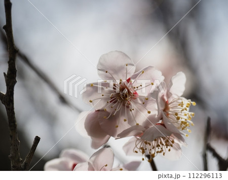 春の訪れを告げる紅梅の花 112296113
