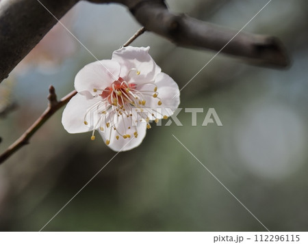 春の訪れを告げる紅梅の花 112296115