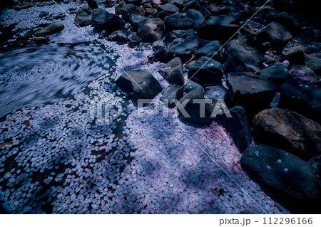 京都府亀岡市のせせらぎの桜「満開の七谷川を撮影 112296166