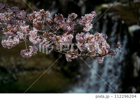 京都府亀岡市のせせらぎの桜「満開の七谷川を撮影 112296204