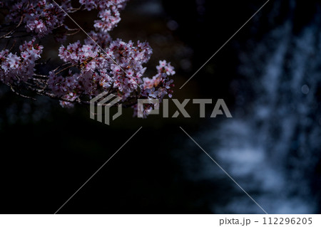 京都府亀岡市のせせらぎの桜「満開の七谷川を撮影 京都府亀岡市のせせらぎの桜「満開の七谷川を撮影 112296205