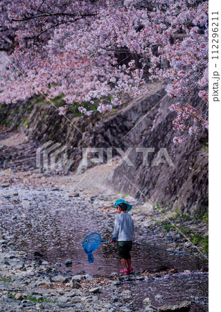 京都府亀岡市のせせらぎの桜「満開の七谷川を撮影 京都府亀岡市のせせらぎの桜「満開の七谷川を撮影 112296211